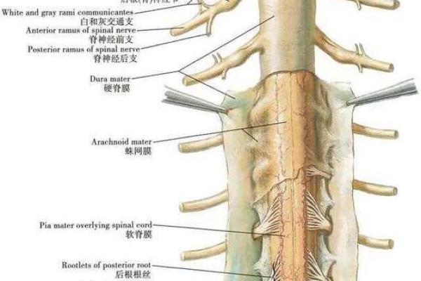 探索人体的第一生命线：神秘而重要的脊髓
