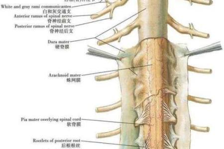 探索人体的第一生命线：神秘而重要的脊髓