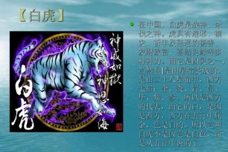 小孩命里带白虎:探索命理中的神秘象征与人生启示