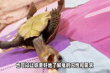 养龟子有讲究:哪些命格不适宜养龟?
