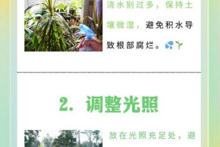 怎样才能让你的龙血树生长得更好?最全养护指南来了!
