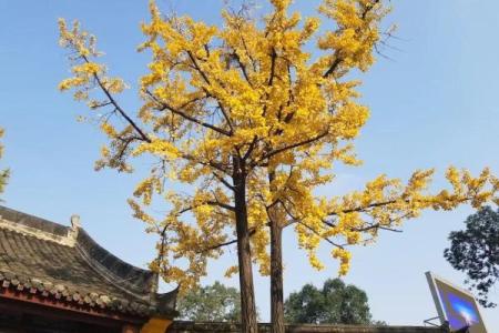 探索算命中的银杏命：命运与个性的奇妙关联