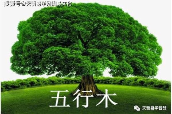 探秘五行缺木之命：如何影响人生与性格