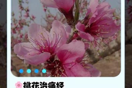 桃花命:解密命理中桃花的神秘寓意与影响