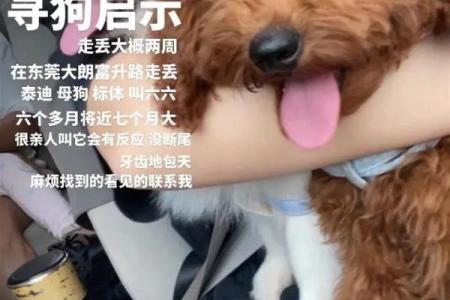 早晨七点的狗:幸福与勇气的启示