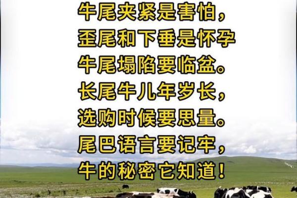 为什么牛命那么苦？探寻牛的辛酸历程与生存智慧