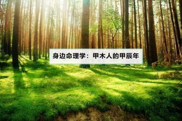 探索甲木男孩的魅力：为何命理爱好者青睐这种性格？