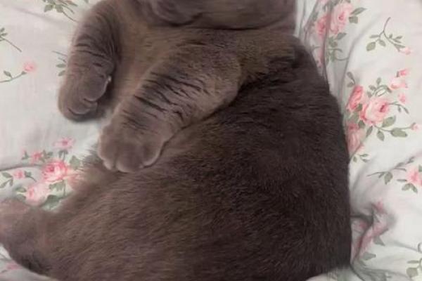 为什么人们需要像猫一样拥有9条命？