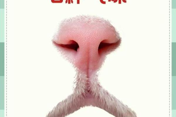 为什么人们需要像猫一样拥有9条命？