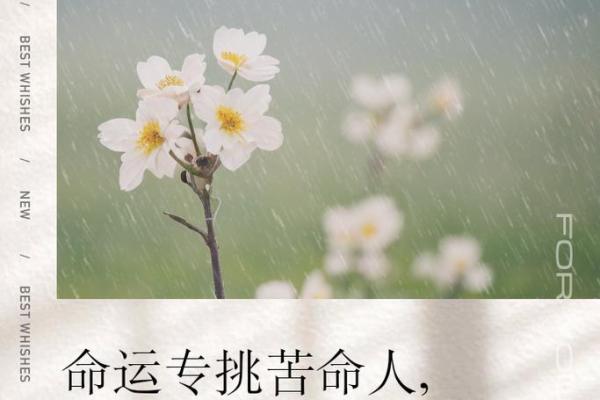 有福与命好：探寻生活中的幸福与命运之道