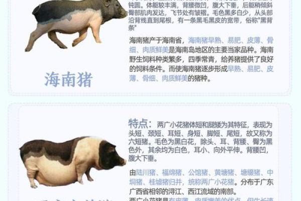 土猪命的人配什么命最合适？让我们一探究竟！