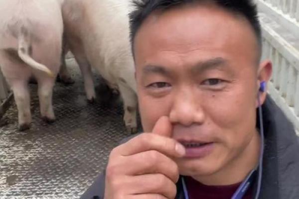 土猪命的人配什么命最合适？让我们一探究竟！