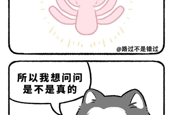 小猫的九条命：为什么不应该养它们作为宠物？