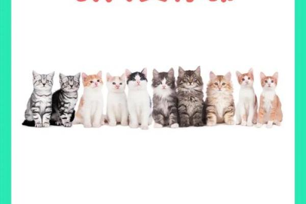小猫的九条命：为什么不应该养它们作为宠物？