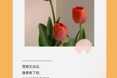 在爱情的温柔里，惜你如命的真谛