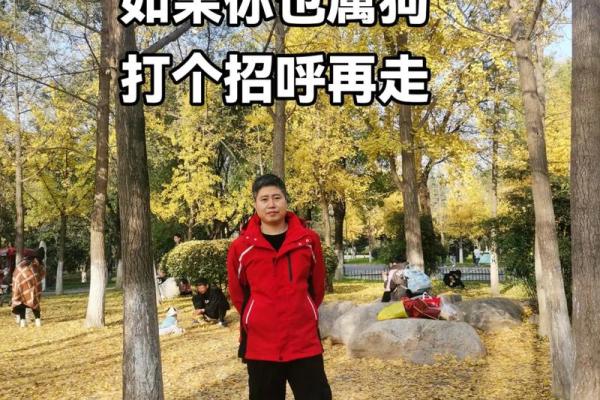 四十八岁生肖狗的命运解析：幸运与挑战并存的旅程