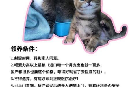 探讨“找个妹妹”现象:背后的心理与社会意义