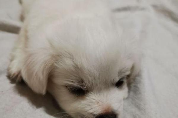 土狗与猫咪：相依为命的温馨故事与深厚情谊