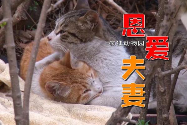 相依为命的猫：温暖生活中的小伴侣与心灵的归宿