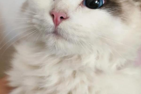 相依为命的猫：温暖生活中的小伴侣与心灵的归宿