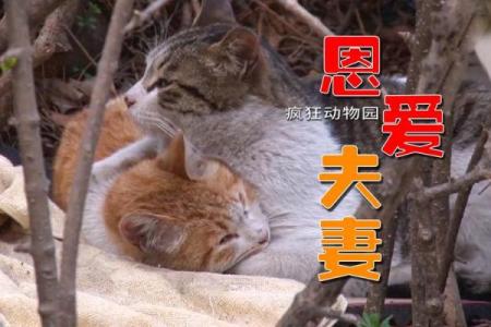 相依为命的猫:温暖生活中的小伴侣与心灵的归宿