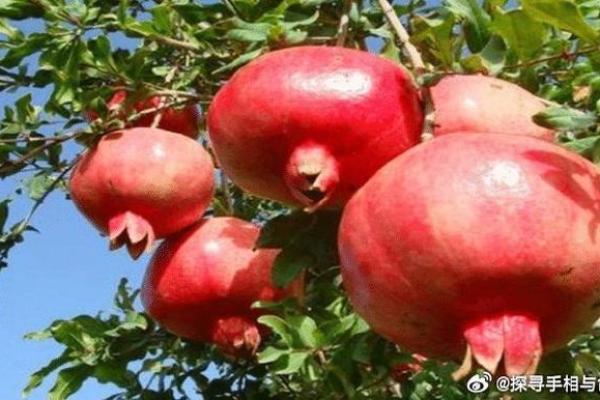 探索石榴树命运：解密其命里缺失的元素与象征意义