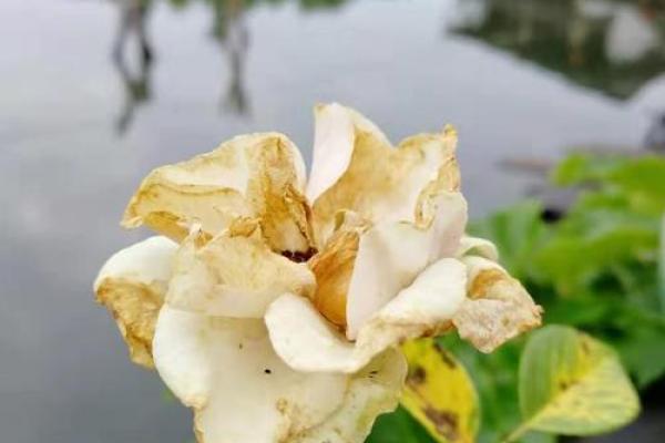 小溪水命男性与职业选择：因势利导，心灵归宿之路