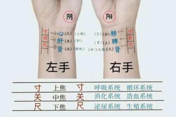 探索中医脉象中的本命与扶命奥秘，揭示健康密码