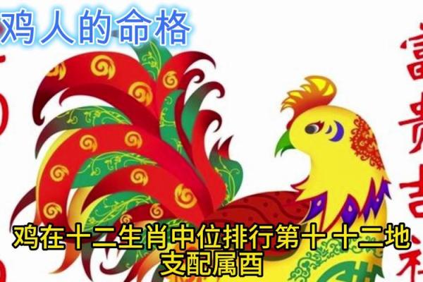 子时出生的属鸡人：命运之路与人生解析