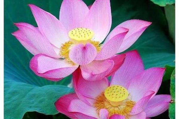 旺夫命的特征与识别：如何在命理中找到幸福伴侣