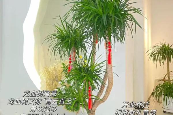 乙木男命如何通过住所摆放招财物品提升运势