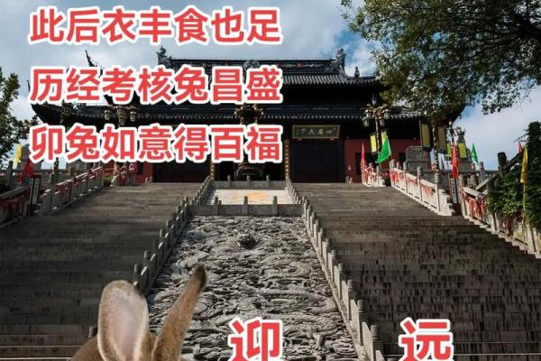 探究农历六月属兔人的命运与性格特征