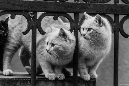 为什么说猫有九条命?解密这个神秘说法的背后故事和科学依据!