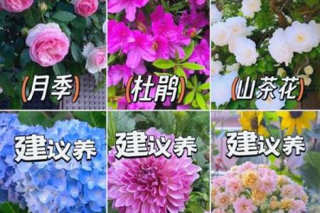 土命与金命人士适合养哪些花卉？花卉选择指南！