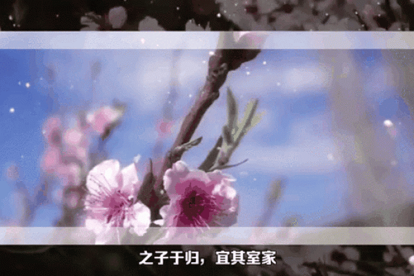 桃花命的奥秘：探秘桃花运与命理的深层关系