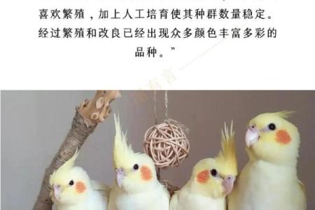 为您的玄凤鹦鹉母亲取个合适名字的秘籍