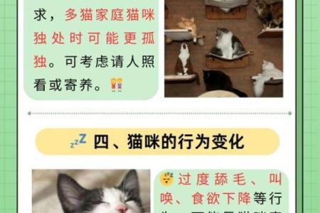 为什么人们说猫有九条命?探寻猫咪的神秘魅力与生存智慧