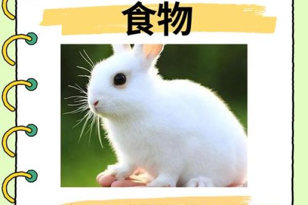 兔子87年出生的命运与性格解析：最佳命相与发展方向