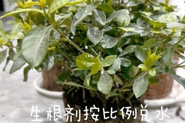 土命金命花草栽植指南：选择对的植物，提升运势与生活品质！