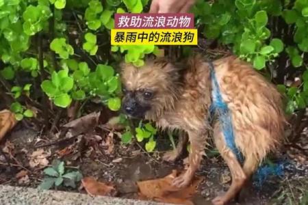 土狗的命运困境:为何它们的生活如此艰辛?