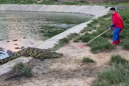 养殖鳄鱼:揭秘五行属相与命理之谜的独特结合