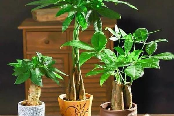 旺盛生命力与牛木命：选用适合的客厅植物提升运势
