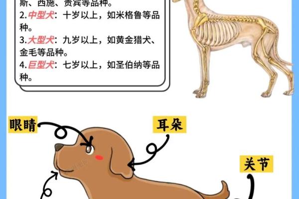 五六年的狗：探索它们的五行命理与性格特征