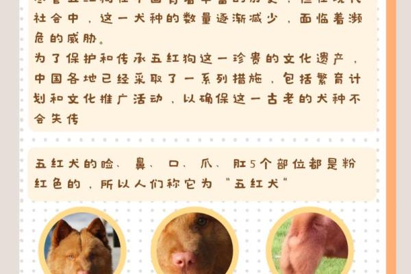 五六年的狗：探索它们的五行命理与性格特征