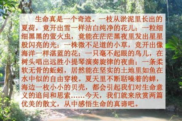 夏天是个娃娃命：探寻炎热季节中的生命奇迹与乐趣