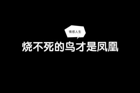 天上凤凰地上羊,命运的交响曲与人生启示