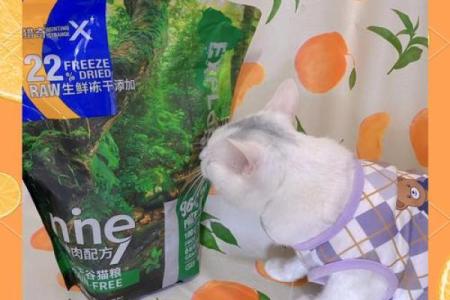 喜欢猫的人五行属什么命,揭秘猫奴的命理特点!