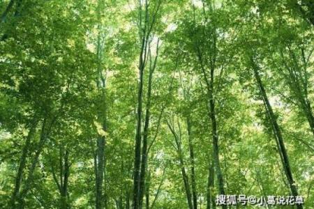 五行金命者适合养的植物,助你提升运势与健康!