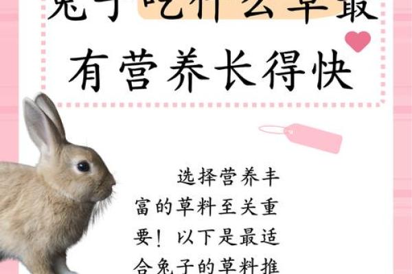 兔吃草与马的关系：探寻命理背后的神秘联系
