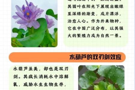 水猪命人适合悬挂的葫芦解析及其象征意义